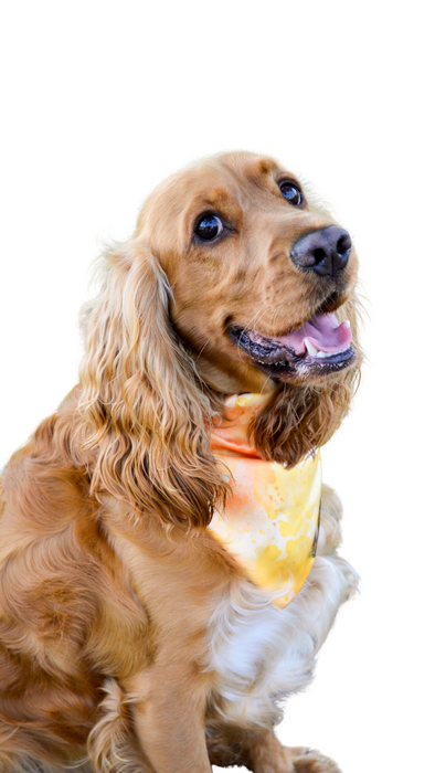 Bandana Coleção Happy