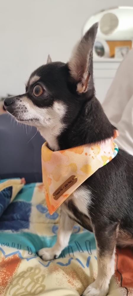 dog XS happy bandana